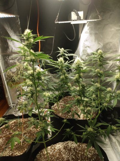 What do you all think of growing multiple plants of the same strain in the same pots?