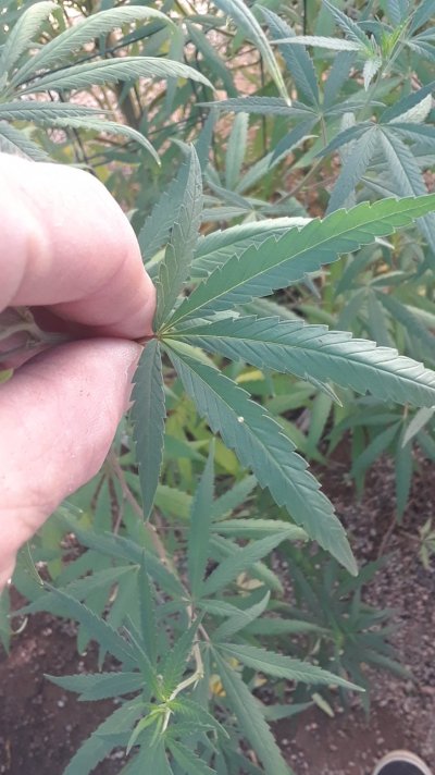 what-is-attacking-my-plant-7.jpg