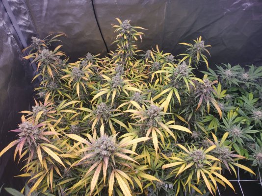 First Time Grow, looking to do it right.