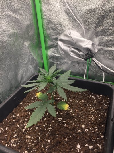 Soil not drying out properly..