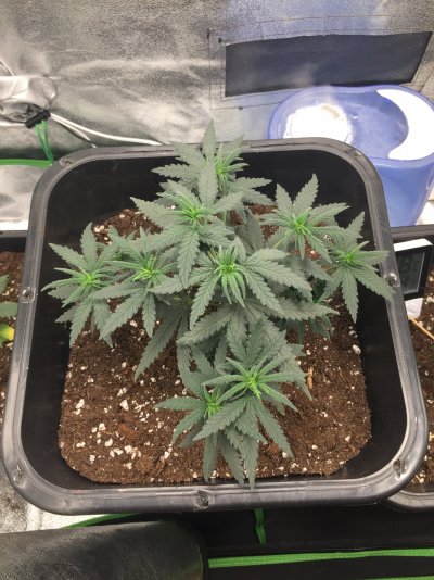 Soil not drying out properly..