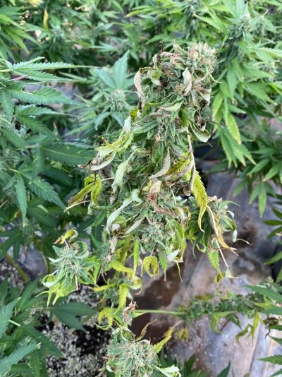 Outdoor...help！！！！！what to do