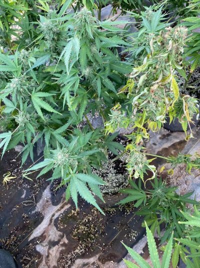 Outdoor...help！！！！！what to do