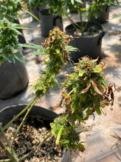 Outdoor...help！！！！！what to do