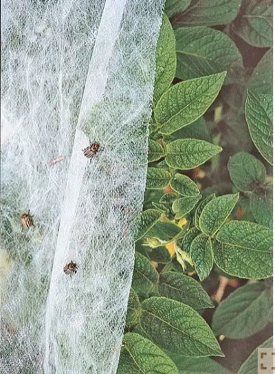 Heat Stress or Over Feeding on these Jungle boys?