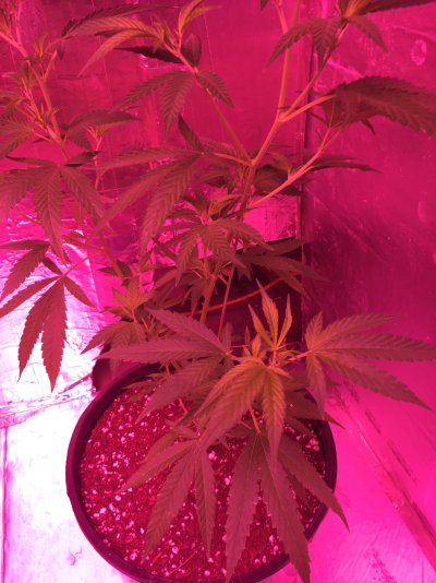 Maui Waui x Chemdog planned breeding