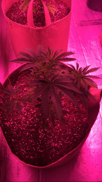 Maui Waui x Chemdog planned breeding