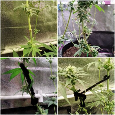 Split main stem at 3 weeks