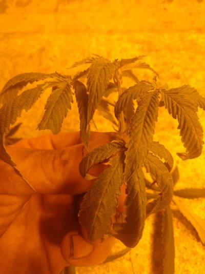 My attempt at a grow log 😁