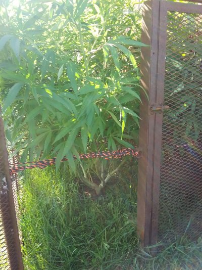 first-time-growers-first-mainlinescrog-6.jpg