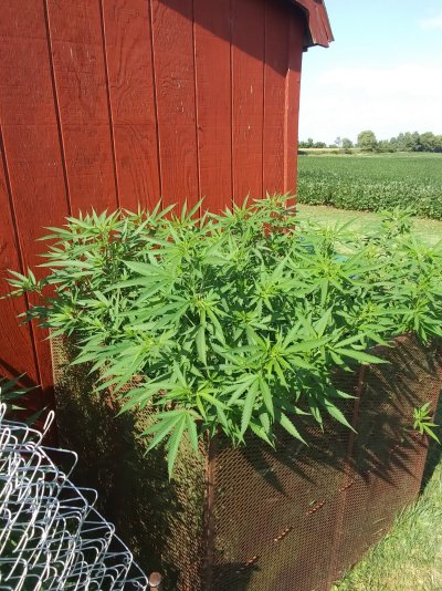 first-time-growers-first-mainlinescrog-12.jpg