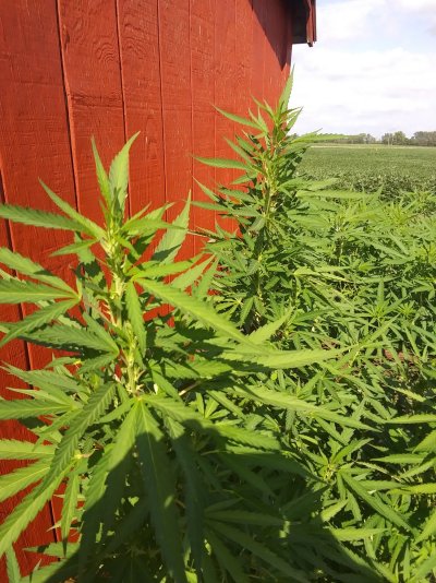 first-time-growers-first-mainlinescrog-18.jpg