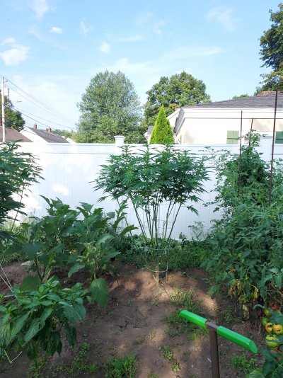 First time growers, first mainline/scrog