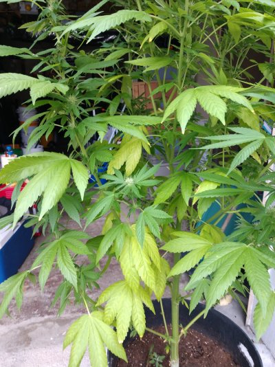 gorilla-glue-fan-leaves-yellowing-3.jpg