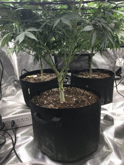 How do I Top and plants before SCROG ?