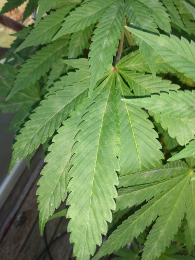 is-this-powder-mildew-i-think-so.jpg