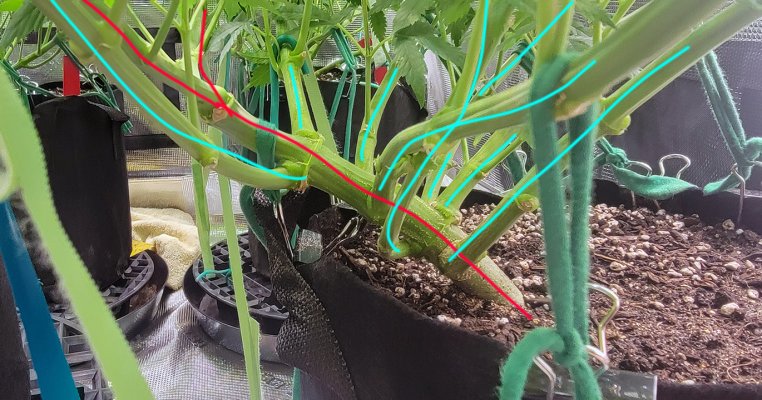 GalaxysEdge Grow Diary (First Grow)