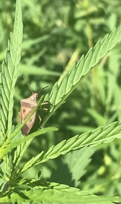 Can anyone ID this guy?