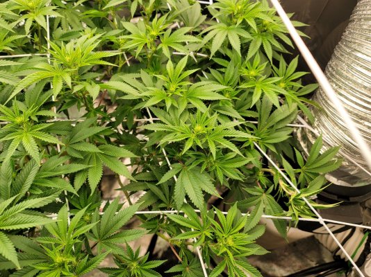Medicgrow Spectrum X and Y Thseeds melonsicle grow show!