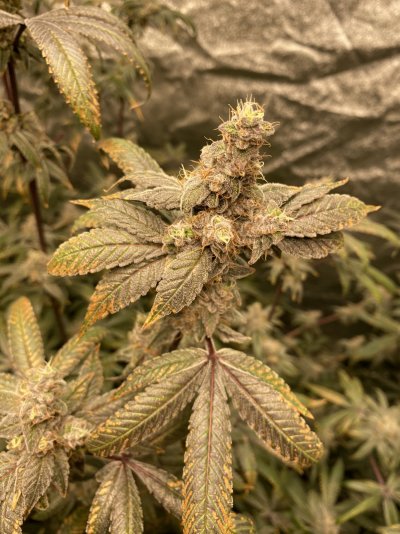 Growrx grow diary “ 2021 5x5 RDWC "