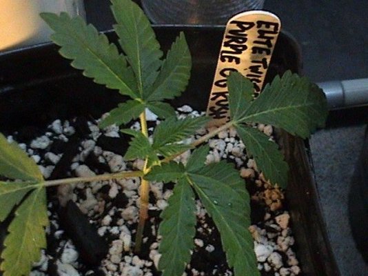 Twisted Purple OG Kush #4.JPG