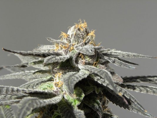 Best P. Urkel seed version