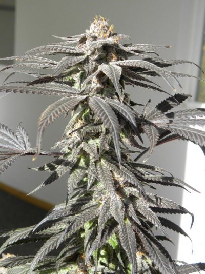 Best P. Urkel seed version