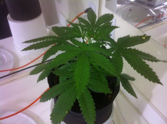 Mekong high & allkush in coco 2nd grow