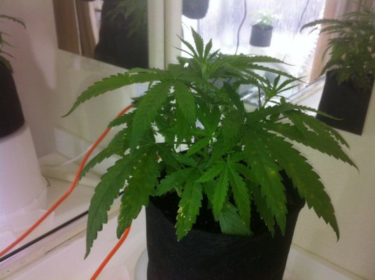 Mekong high & allkush in coco 2nd grow