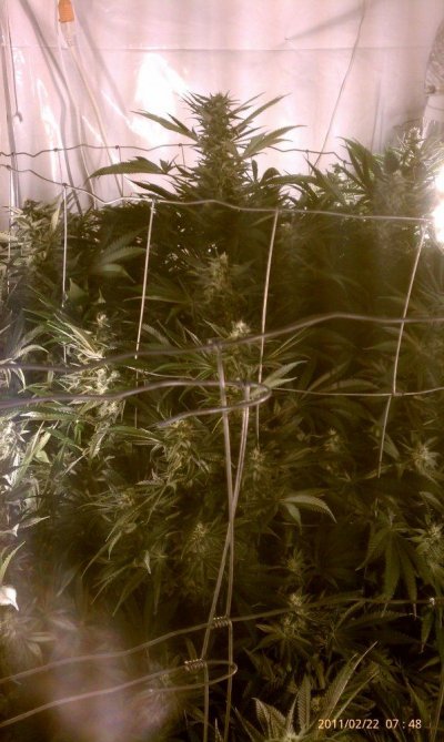 DIY UC 9k 8 Plants