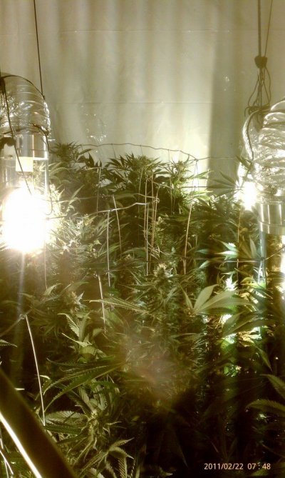 DIY UC 9k 8 Plants