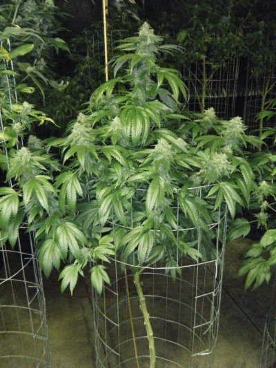 plat_og_1_day40_a.jpg