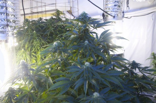 8k 5mp +Supersoil 2nd Grow