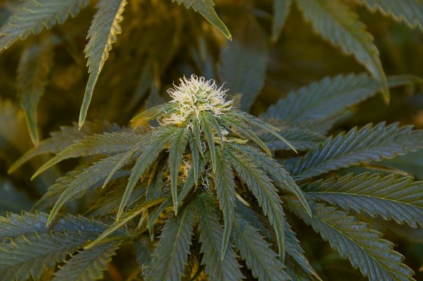 8k 5mp +Supersoil 2nd Grow