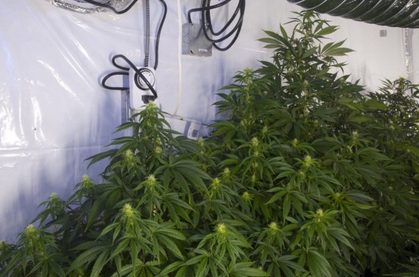 8k 5mp +Supersoil 2nd Grow