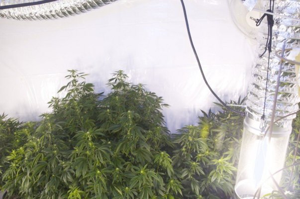 8k 5mp +Supersoil 2nd Grow