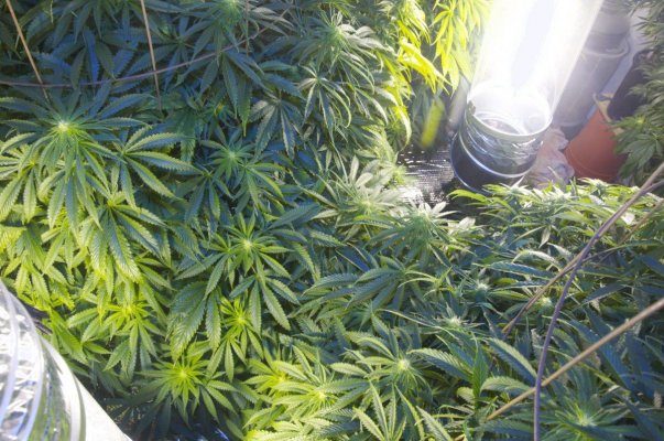 8k 5mp +Supersoil 2nd Grow