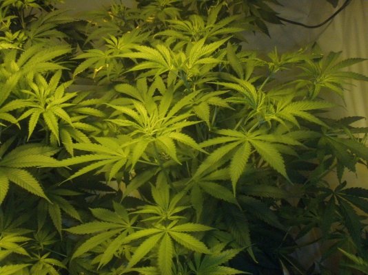 growdec2 141.jpg