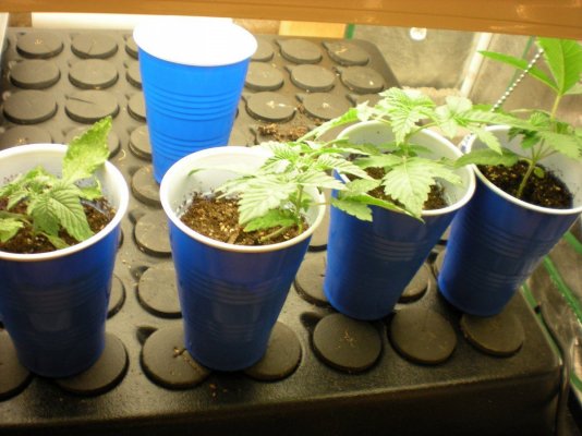 hp13-x-wraith-test-grow-10.jpg