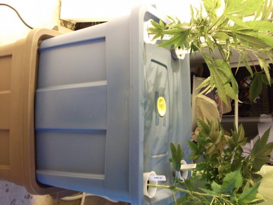 double-stack-aerodwc-flower-unit---easy-to-build-high-performance-hydroponics-7.jpg