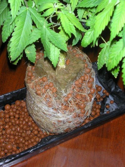 Ninja Grow 600 wt
