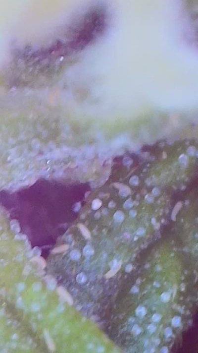 small-clear-worms-in-bud-2.jpg