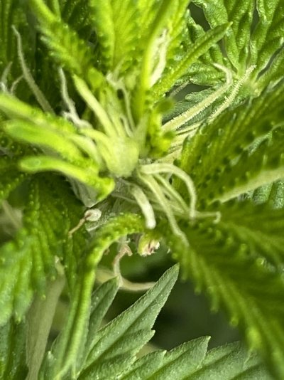 Does this look like normal preflowering?