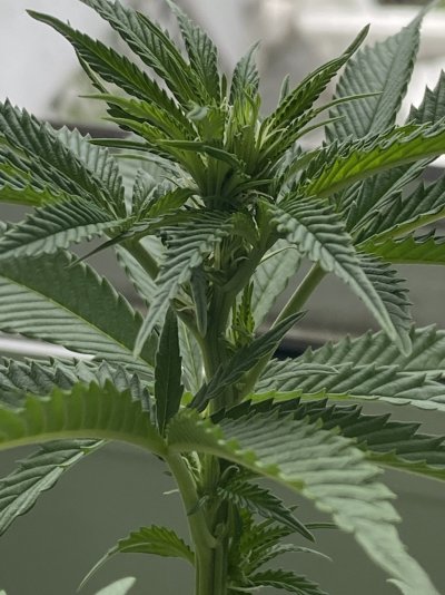 Does this look like normal preflowering?