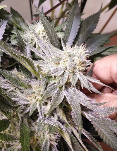the-artisans-of-dank-crew-4.jpg