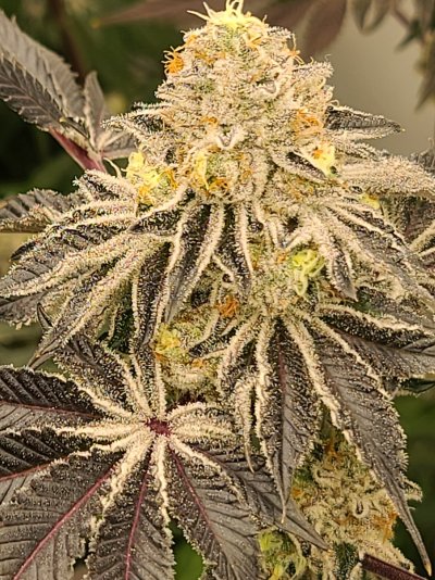 the-artisans-of-dank-crew-18.jpg