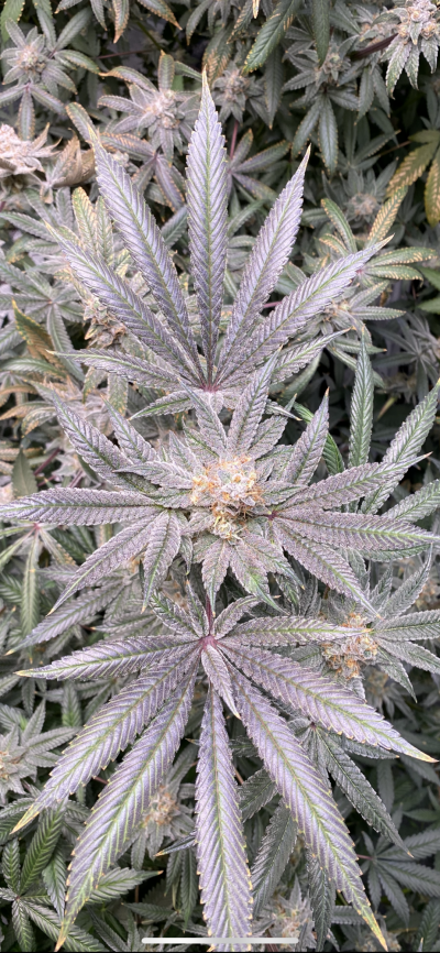 Growrx grow diary “ 2021 5x5 RDWC "