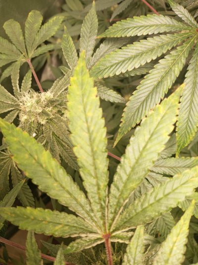 Help!! Deficiency issues on top leaves!!