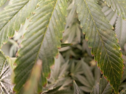 Help!! Deficiency issues on top leaves!!