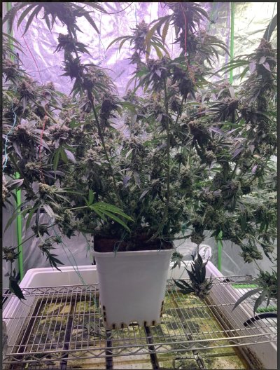 2lb-plant-finally-what-u-thinkin-2.jpeg